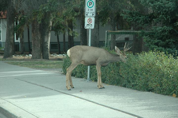 Banff (7).JPG